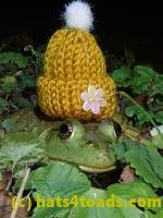 /home//u458753944/public_html/sourcegallery//////////////////////////////////////Frogs/Bullfrogs 2020-09 Upper Merion/P9280718.JPG